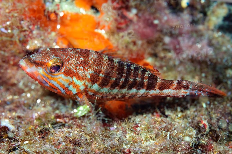Underwater photo of a cabrilla (Serranus cabrilla), a ambush predator, Eastern Atlantic, Madeira, Portugal