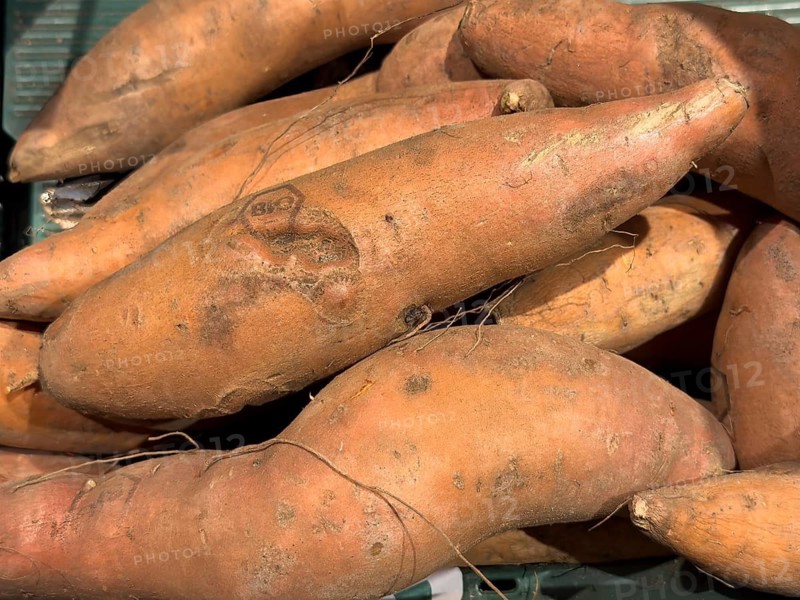 Sweet potato (Ipomoea batatas) with stamp print BIO from organic farming, also batate, white potato tuberous bindweed, useful plant, bindweed family (Convolvulaceae), Germany