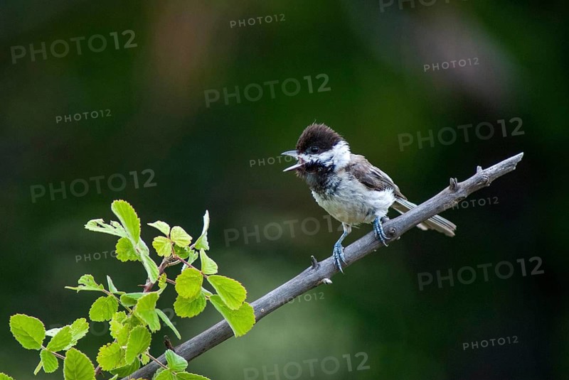Balkan tit, parus lugubris, poecile lugubris, sombre tit, birds, song, Greece, leo, tit, passeri, singing, songbirds, tits, birds