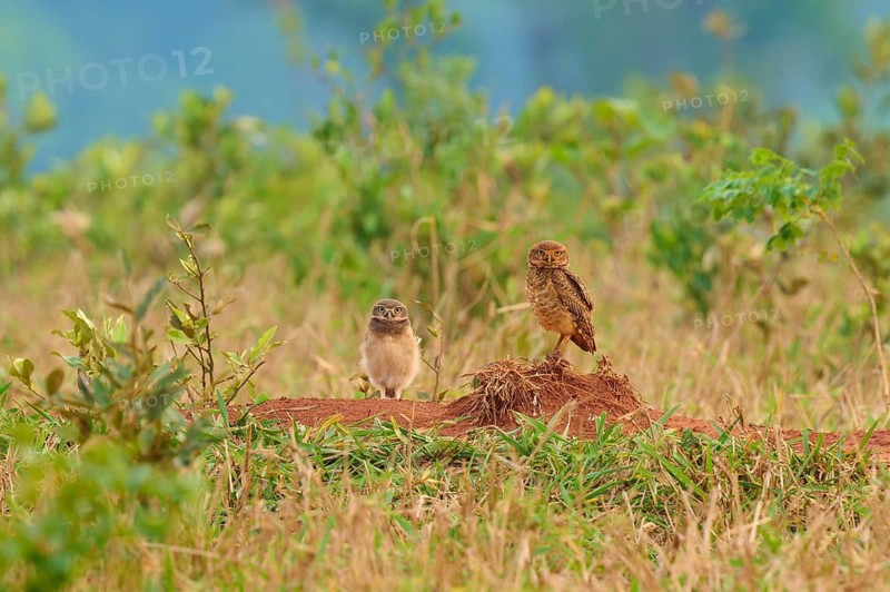 Two owls one juvenile standing on a mound in a dense grass field surrounded by green vegetation, Burrowing Owl (Athene cunicularia), Bonito, Pantanal, Mato Grosso do Sul, Brazil