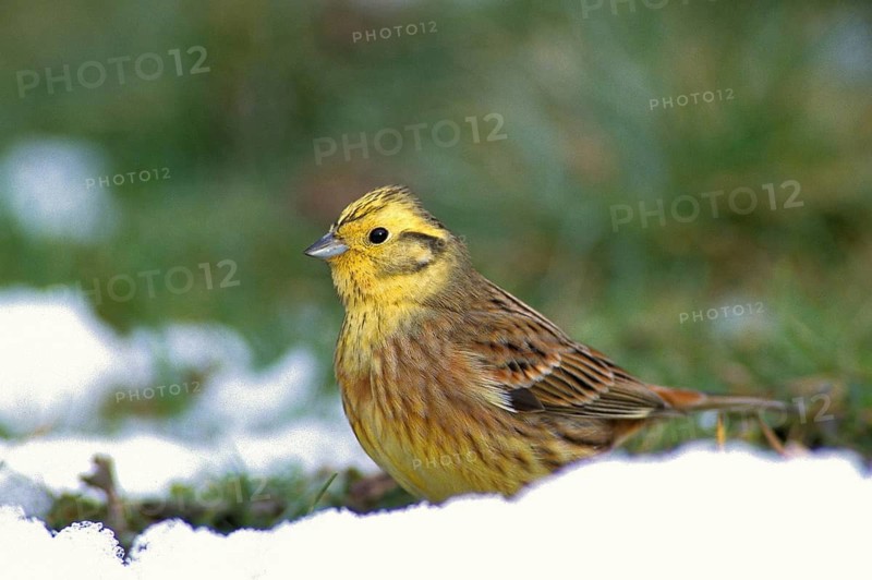 Emberiza citrinella, goldammer, yellowhammer, birds, leo, male, passeri, songbirds, songbirds, birds, winter