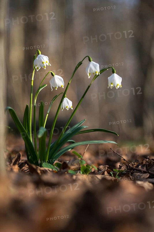 Amaryllidaceae, spring knot flower, leucojum vernum, fairy tale cup, daffodil, flora, spring, high size, portrait format, plants, spring, spring snowflake