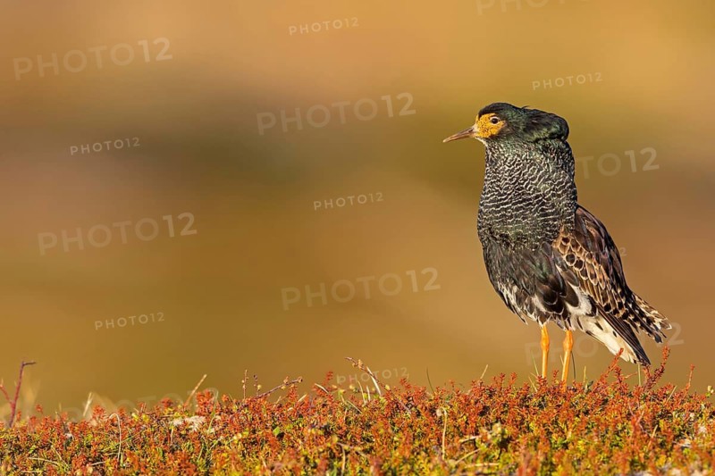 Ruff, (Philomachus pugnax), animals, birds, plumage during mating season, snipe bird, courtship, male, mating behaviour, mating season, Varanger, Finnmark, Norway