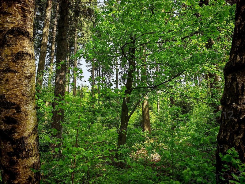 A dense forest with various trees and lush green foliage, hiking on the Rennsteig, Frankenwald nature park Park, Upper Franconia