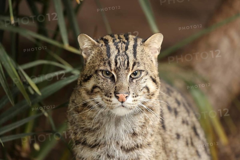 A pensive wildcat with spotted fur against a green, shrub-like background, fish cat (Prionailurus viverrinus), adult, alert, in captivity, South-East Asia