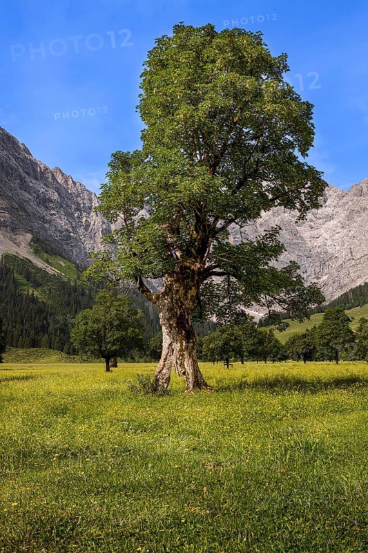 Large maple soil in the Karwendel nature park Park in Rißtal, Hinterriß, Tyrol, Austria