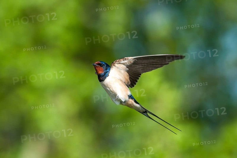 Flies, Hirundo rustica, house martin, barn swallow, birds, flight, passeri, swallows, songbirds, birds