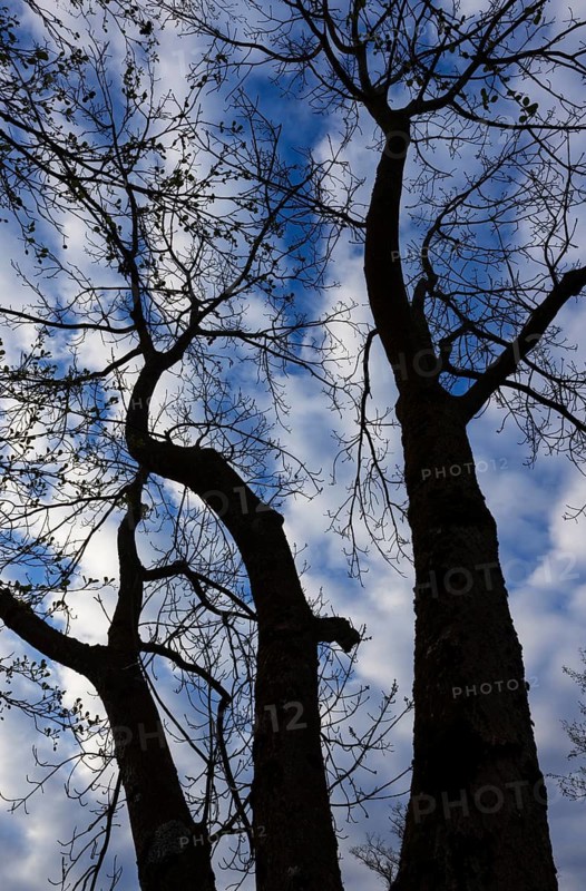 Bare trees against the sky, branches, autumn, from below, Mondseeland, Upper Austria, Austria