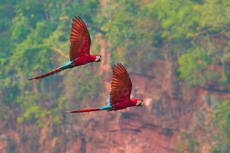 Two colourful parrots fly against a backdrop of red rocks and lush greenery: the green-winged macaw, or dark-red macaw (Ara chloroptera), Buraco Das Araras, Bonito, Pantanal, Brazil