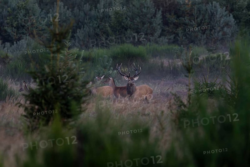 As the morning mist lifts, the red deer move into the forest, followed by the red deer (Cervus elaphus), morning mist, red deer, Krondyr, rutting season, red deer rut, red deer rut, September, Denmark