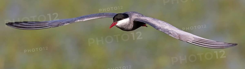 White-bearded Tern, (Chlidonias hybridus, Chlidonias hybrida, family of terns, flight, biotope, habitat, foraging, prey, dive, hunting fish, Lake Neusiedl, Illmitz, Burgenland, Austria