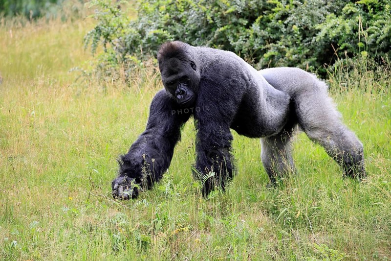 Western gorilla (Gorilla gorilla), adult, male, silverback, on the ground, foraging