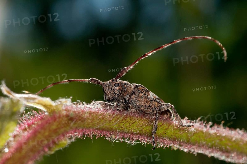 Bind eyeboat, gray-bonded eyespot, mesosa nebulosa, white-clouded longhorn beetle, beetle, longhorn beetle, coleoptera, insects, beetles