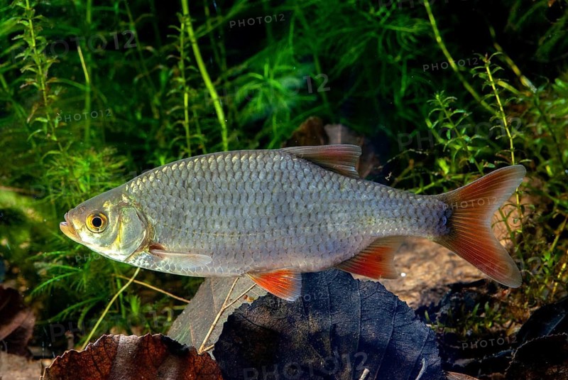 Red lead, rudd, rubella, scardinius erythrophthalmus, fake roach, fish, fishes, pisces