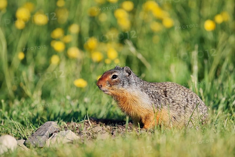 Columbia ground squirrel (Urocitellus columbianus, Spermophilus columbianus) in a flower meadow, Waterton Lakes National Park, Alberta, Canada