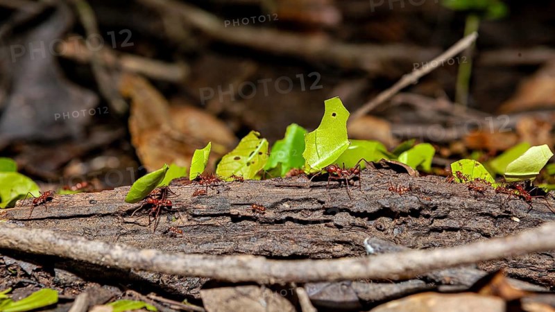 Ants carry leaves along a tree trunk and branches in the forest, leaf-cutter ants in the Amazon Basin near Rurrenabaque in Bolivia (genus Atta or Acromyrmex)