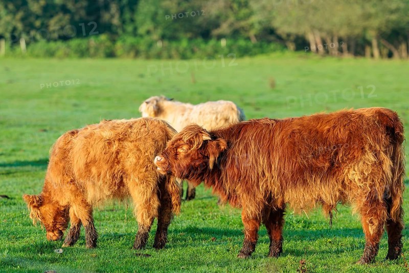 Early one sunny morning, two Highland calves (Bos primigenius taurus) stand in a green pasture at the edge of the forest. Bavaria, Germany