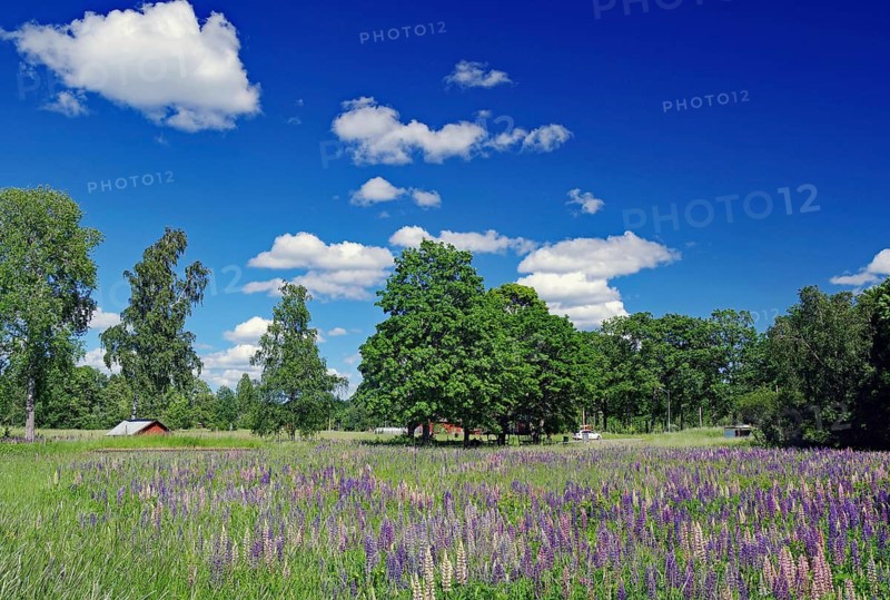 Blooming field with trees and blue sky. Diverse flowers under picturesque cloud cover, Högsbyn, Dals-Rostock, Dalsland Canal, Mellerud Municipality, Sweden