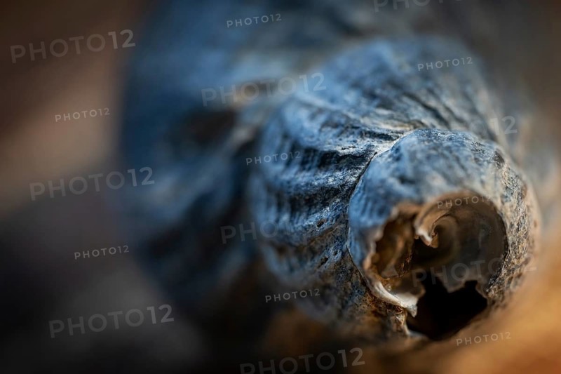 Close-up of a periwinkle (Littorina littorea) worn down and damaged by the sea and sand, Houvig, North Sea, Denmark
