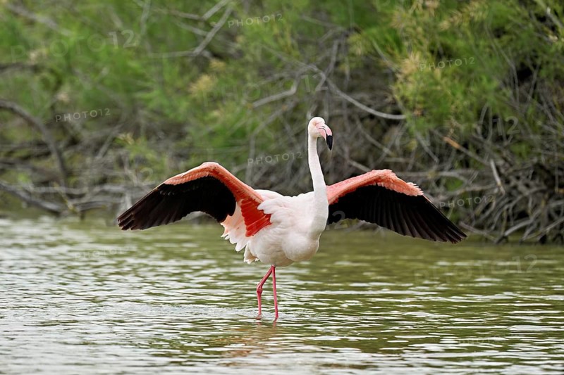 A greater flamingo (Phoenicopterus roseus) flaps its wings, Camargue Regional Nature Park, southern France, France