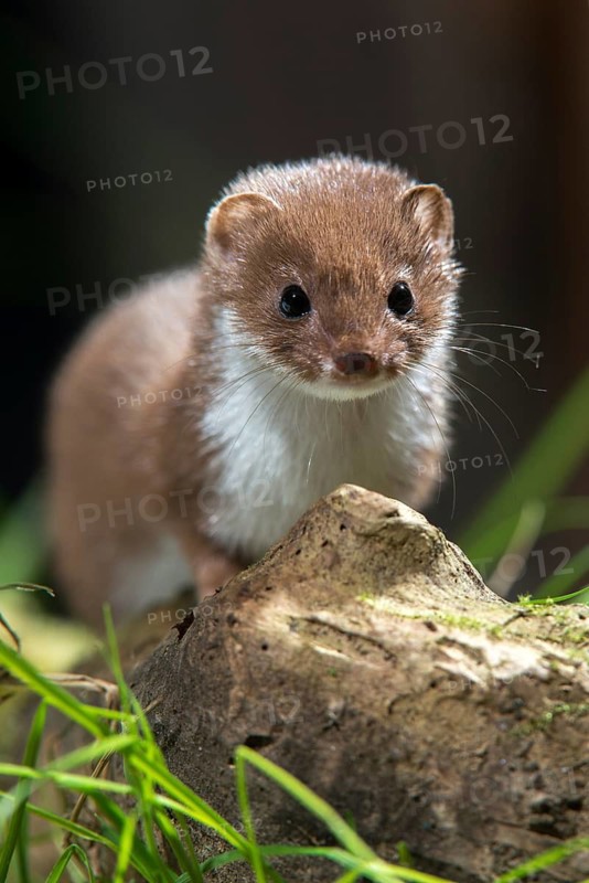 Carnivora, least weasel, mouse weasel, mustela nivalis, predators, high size, portrait format, mammals, raptors, mammals