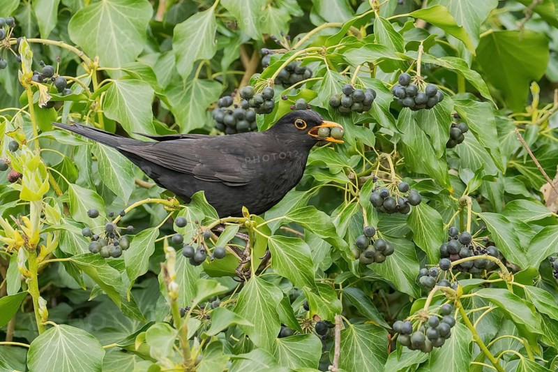 A blackbird (Turdus merula) with two berries in its beak sitting in a dense bush full of ivy berries, Hesse, Germany