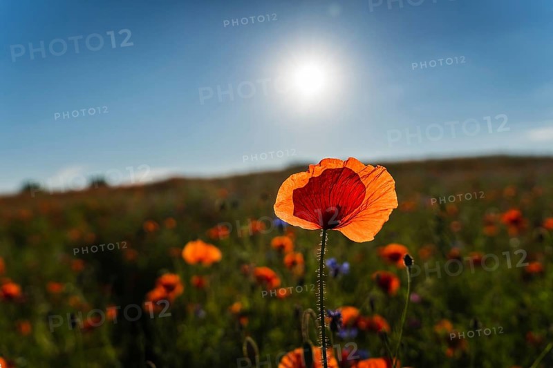 Bright red field poppy (Papaver rhoeas) flower in a field in sunlight