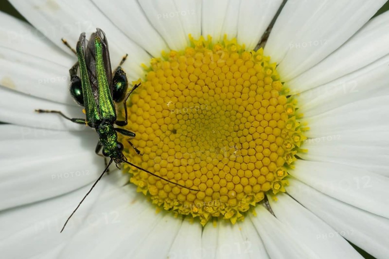 Thick-legged flower beetle (Oedemera nobilis) adult insect on an Oxeye daisy flower in summer, Suffolk, England, United Kingdom