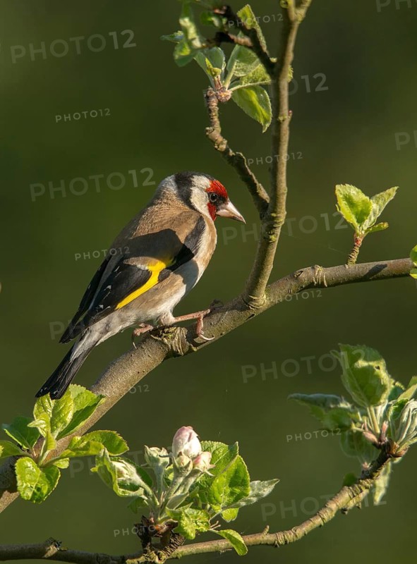 Carduelis carduelis, goldfinch, goldfinch, goldfinch, birds, high size, portrait, passeri, songbirds, birds