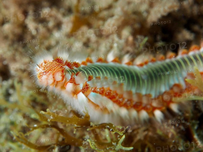 Close-up of a bristle worm with distinctive bristles and orange tips, the fire bristle worm (Hermodice carunculata), dive site: El Cabron Marine Reserve, Arinaga, Gran Canaria, Spain, Europe, Atlantic Ocean