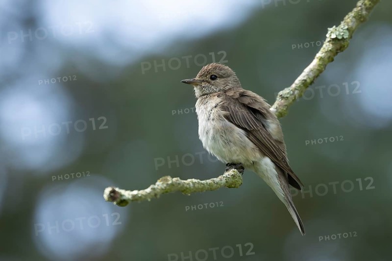 Spotted flycatcher (Muscicapa striata) adult bird on a tree branch, England, United Kingdom