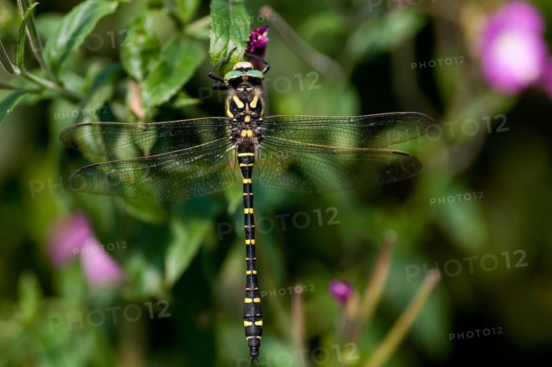 Cordulegaster Boltoni, Golden-ringed Dragonfly, Two-Striped Spring Maiden, Anisoptera, Damselflies, Dragonflies, Insects, Dragonflies, Odonata