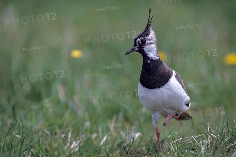 Lapwing, vanellus vanellus, birds, charadriiformes, leo, limikolen, plovers, birds, waders, waders