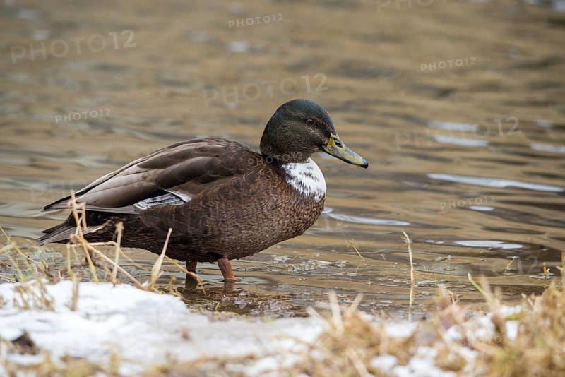 Anas platyrhynchos, mallard, mallard, anatidae, bastard, birds, ducks, ducks, ducks, drakes, false colors, male, snow, birds, waterbirds, waterbirds, winter