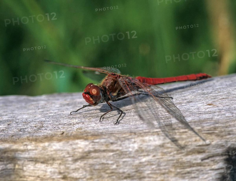 Early bilberry, red-veined darter, sympetrum fonscolombeii, anisoptera, damselflies, dragonflies, insects, dragonflies, males, odonata