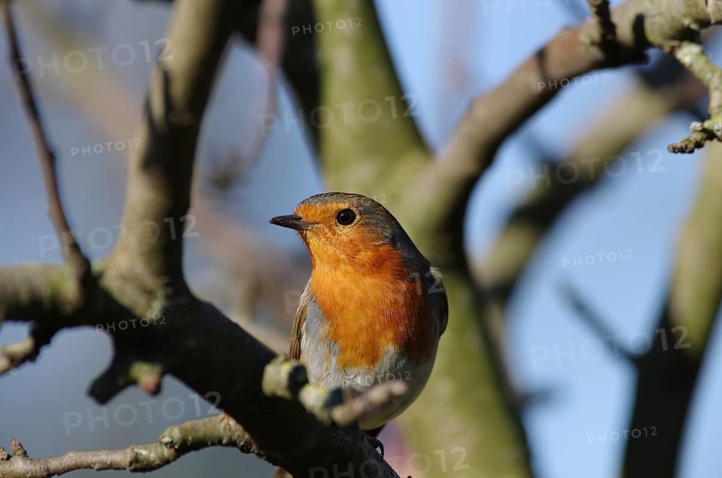 Robin (Erithacus rubecula), portrait, orange, tree, pretty