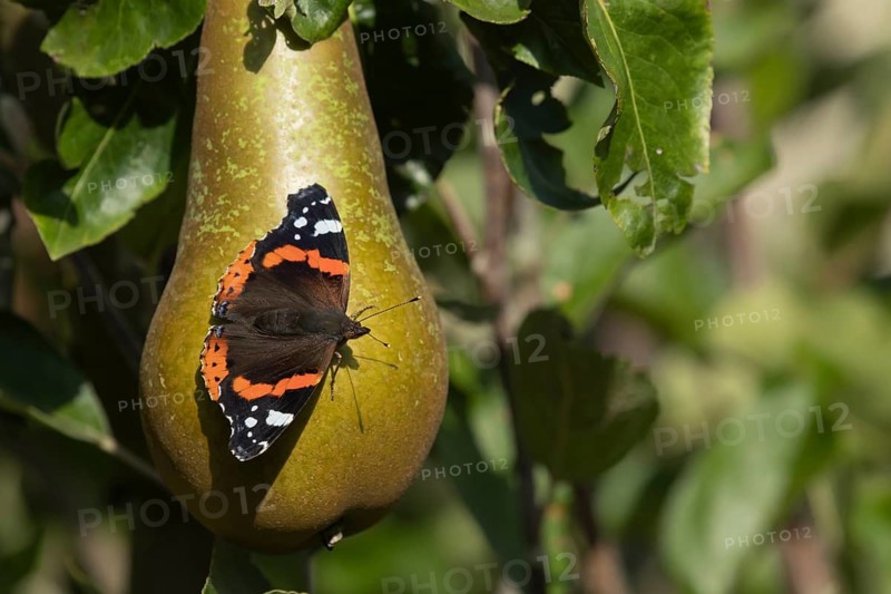 Red admiral butterfly (Vanessa atalanta) adult insect resting on a pear fruit in a garden orchard in summer, Suffolk, England, United Kingdom