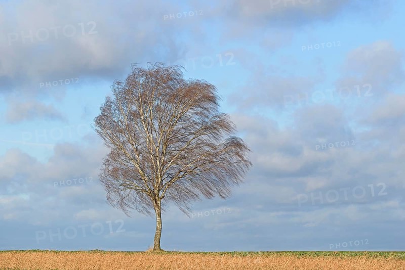 Birch (Betula), a solitary tree in strong winds, a blue, cloudy sky, North Rhine-Westphalia, Germany