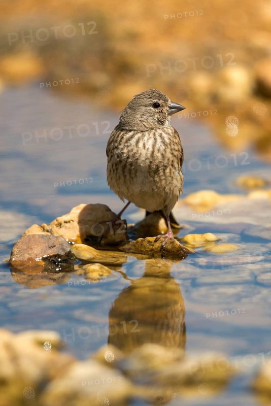 Acanthis cannabina, bloodtail, linaria cannabina, linnet, bath, bird bath, birds, female, high size, portrait format, hanfling, passeri, songbirds, potion, birdbath, birds, watering place, female