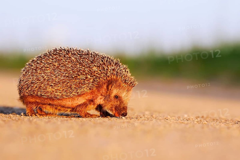Brown-breasted hedgehog or Western European hedgehog (Erinaceus europaeus) drinking from a puddle, North Rhine-Westphalia, Germany