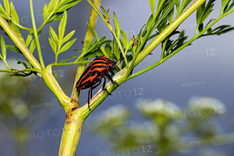 A striped bug crawls along a green plant stem in its natural habitat, a striped bug near Herleshausen, Germany (Graphosoma italicum)
