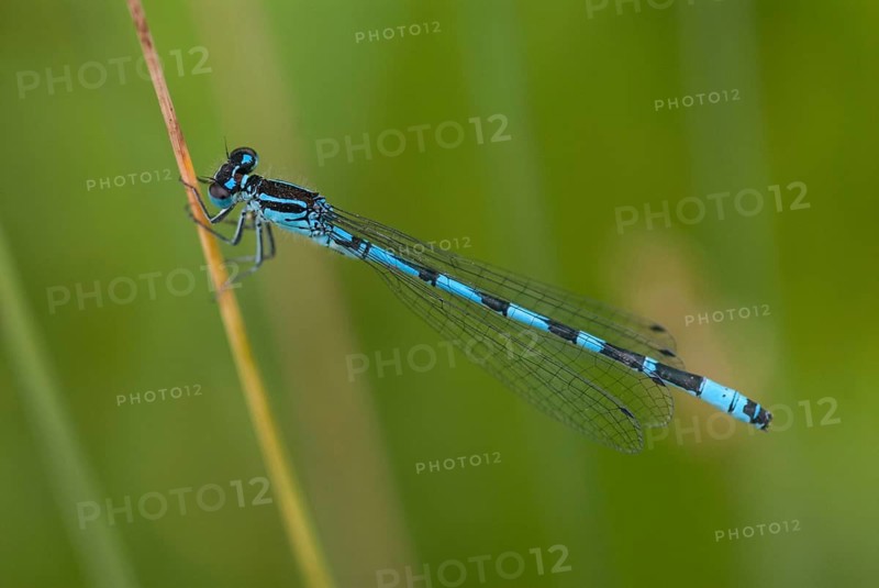 Coenagrion ornatum, ornate flower, azurmaid, Bulgaria, damselflies, dragonflies, insects, dragonflies, male, odonata, zygoptera