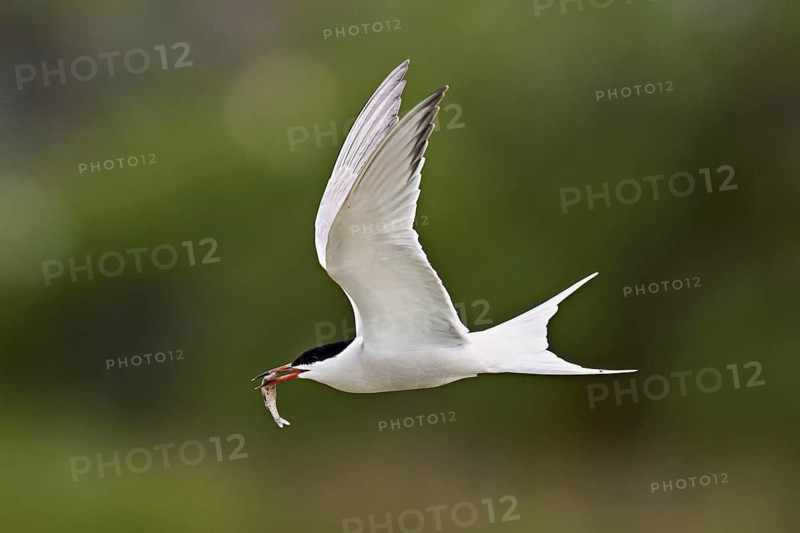 Common tern (Sterna hirundo), in flight with a fish in its beak, Saintes-Marie-de-la-Mer, Camargue, southern France, France