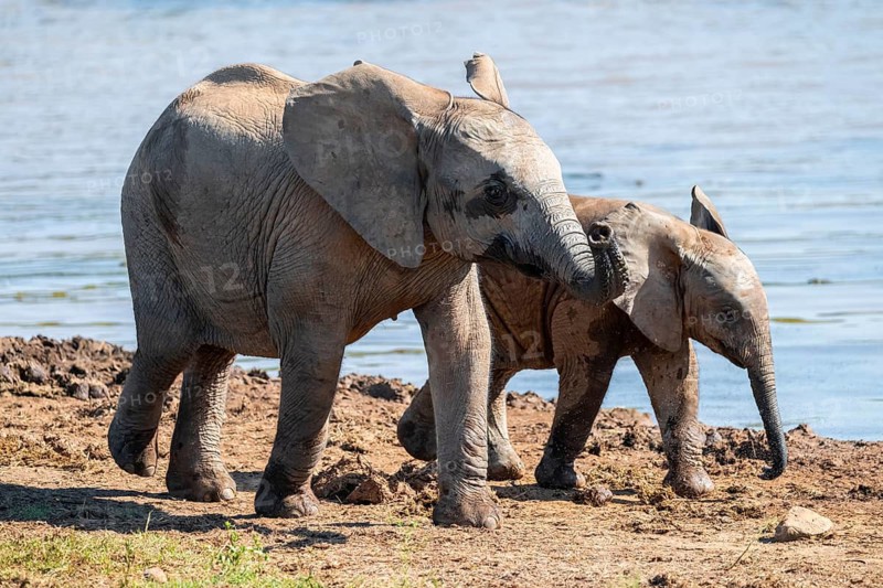 African elephant (Loxodonta africana) with young, Addo Elephant National Park, Eastern Cape, South Africa