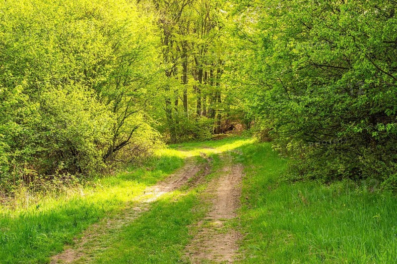 Hiking trail going through the forest and busches in spring on a sunny day, Horna Suca, Slovakia