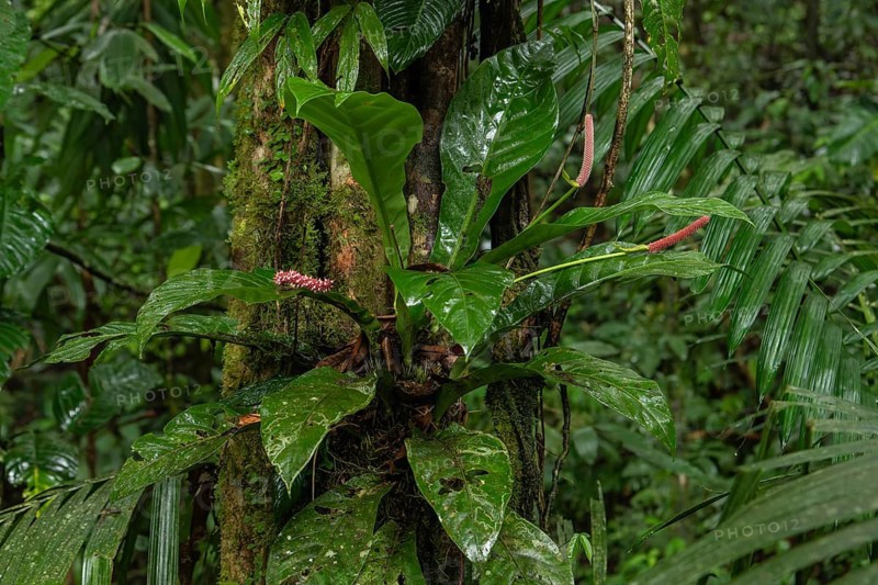 Daytime close-up view of an epiphytic Anthurium plant with reddish flower spadices growing on a mossy tree trunk in a primary rainforest. Venecia, San José, Costa Rica