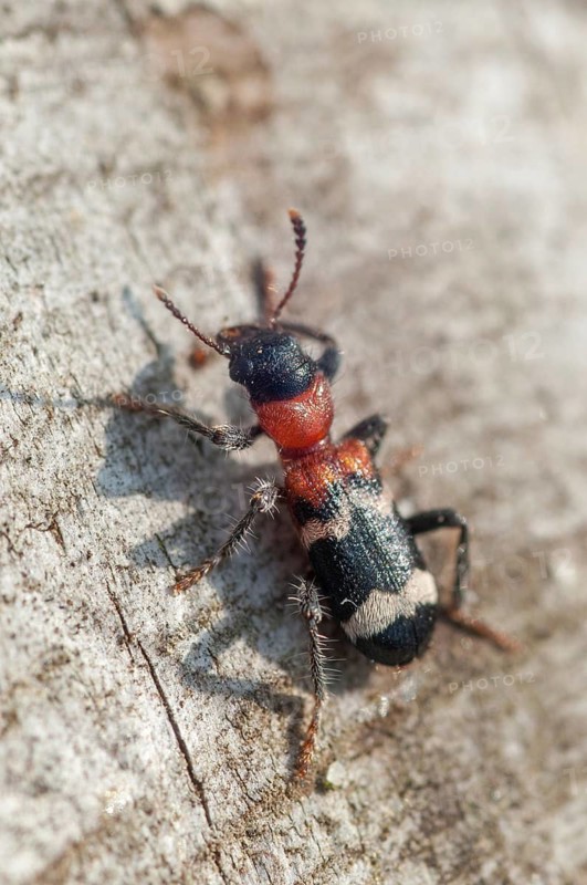 Ant beetle, checkered ant beetle, thanasimus formicarius, beetle, coleoptera, high size, portrait format, insects, beetles