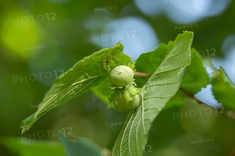 Hazel tree (Corylus avellana) two nuts on a branch in summer, Suffolk, England, United Kingdom