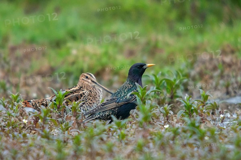 Snipe, starling, sturnus vulgaris, birds, waders, waders, waders, waders, shorebirds, snipe birds, scolopacidae, songbirds, squid, sungbirds, birds, waders, waders, waders