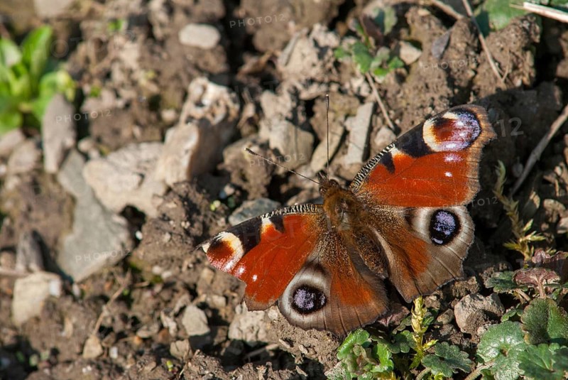 Aglais io, Inachis io, Nymphalis io, peacock, peacock, butterfly, insects, leo, butterfly, butterflies, butterflies